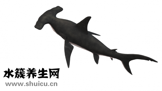 蝦是發物嗎