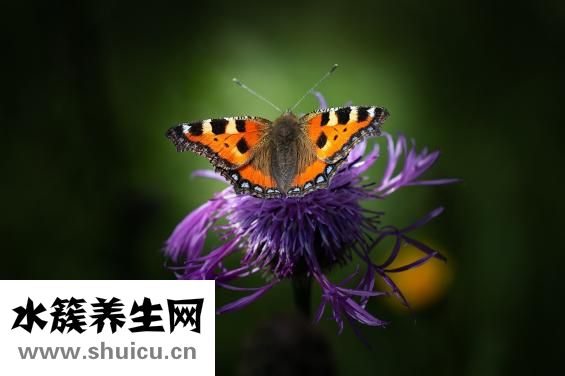 髂嵴怎么讀