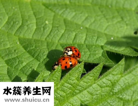 鼠婦蟲圖片