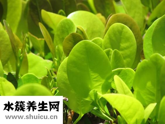 紋身會掉色嗎