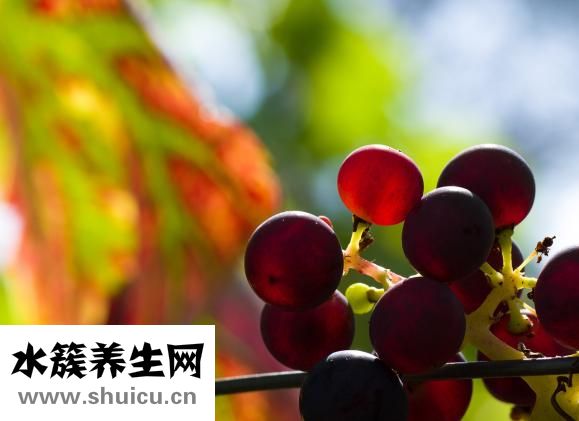 柚子的熱量