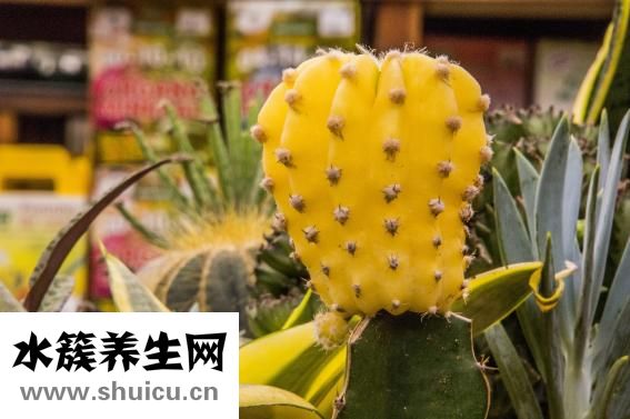 玉米須煮水