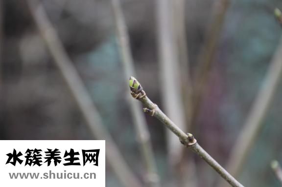 胰島功能恢復