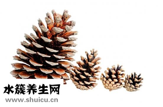 牙齒矯正流程