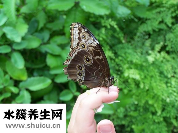 跳芭蕾舞的腳