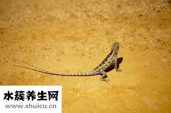 生物除皺針