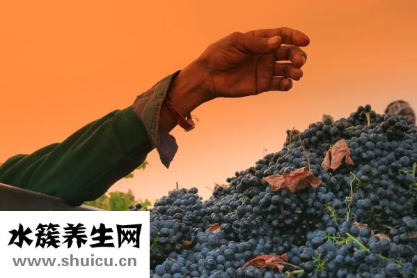 手掌經絡圖