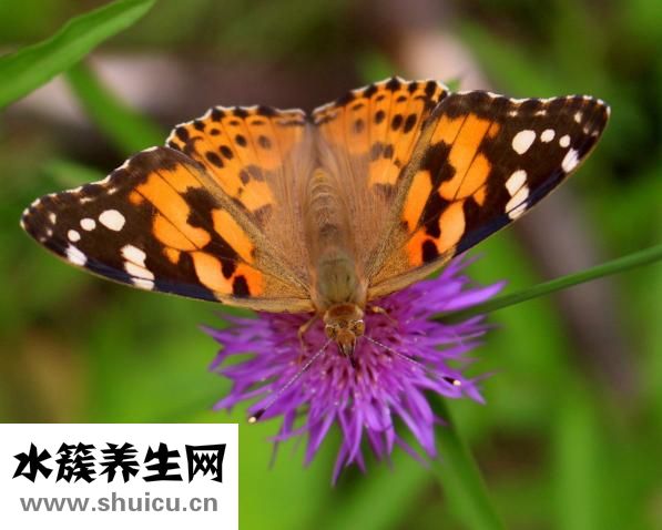 生物除皺針