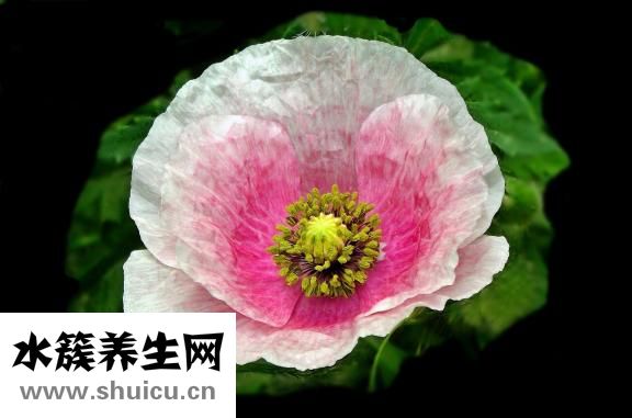 陰超怎么做的