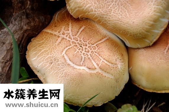 癬早期癥狀