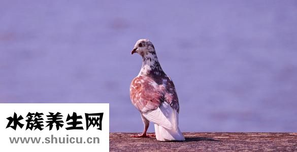 舔下面動態圖