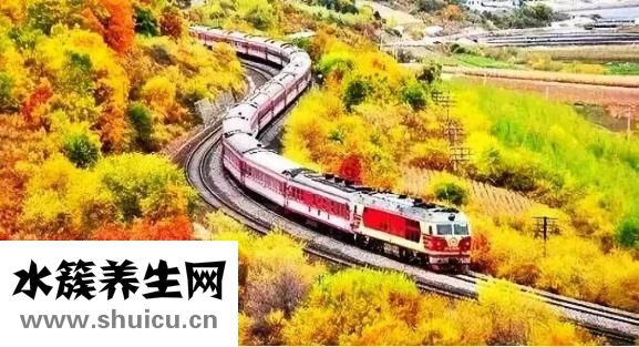 長白山人參酒