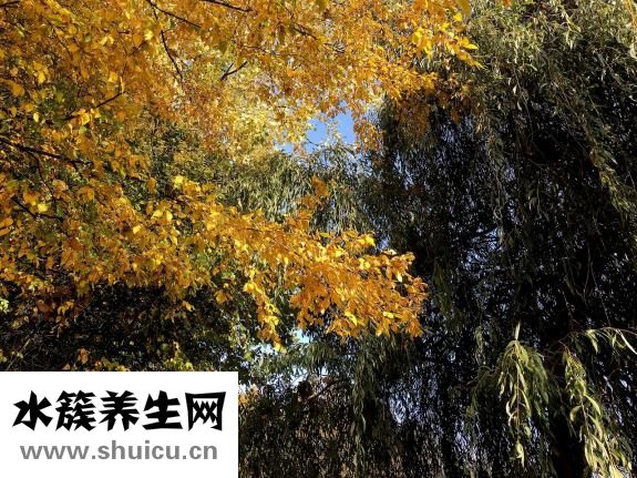 香辣耗兒魚