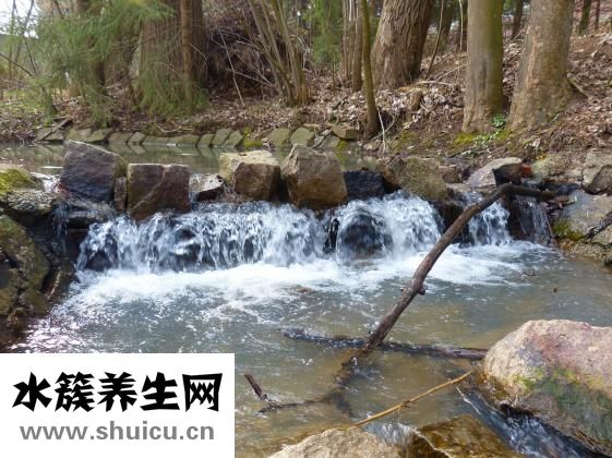 西梅上火嗎