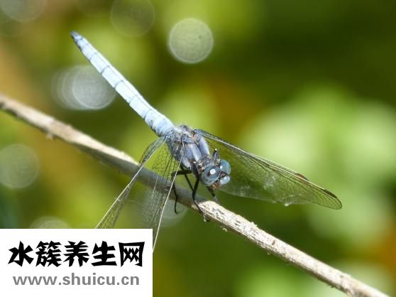 生物除皺針