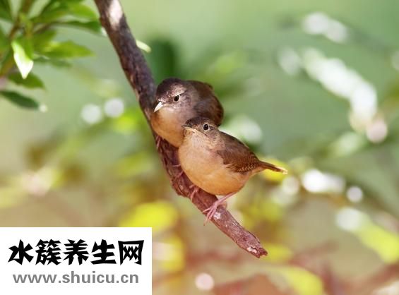 雌激素軟膏
