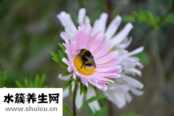 血小板低會怎么樣