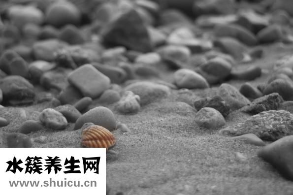 西洋參的功效