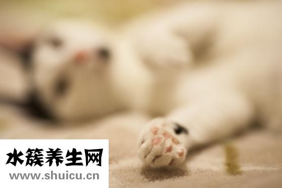 豬瘟傳染人嗎