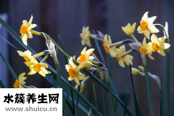 牽牛花的特點