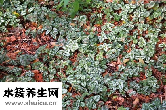 松果體囊腫