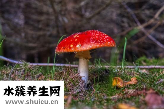 西蘭花怎么吃