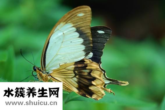 生物除皺針