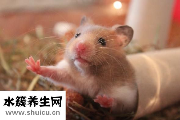 油炸倉鼠視頻