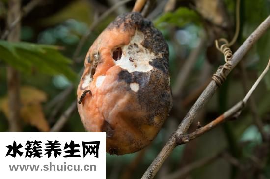 田七的作用