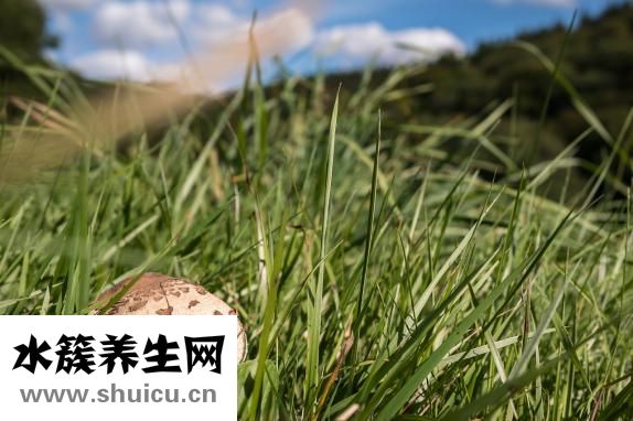 雪蓮果減肥