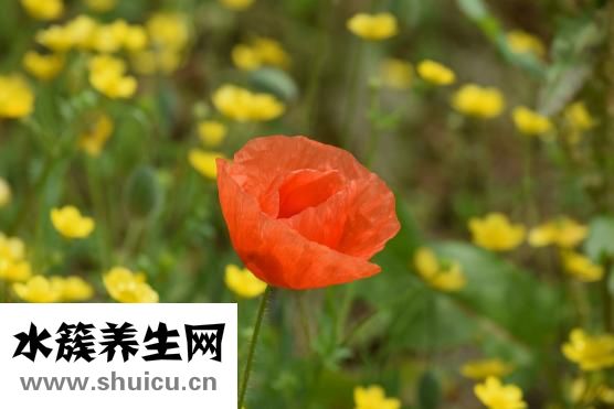 胰腺炎用藥