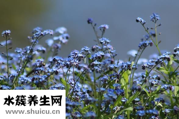 血清和血漿