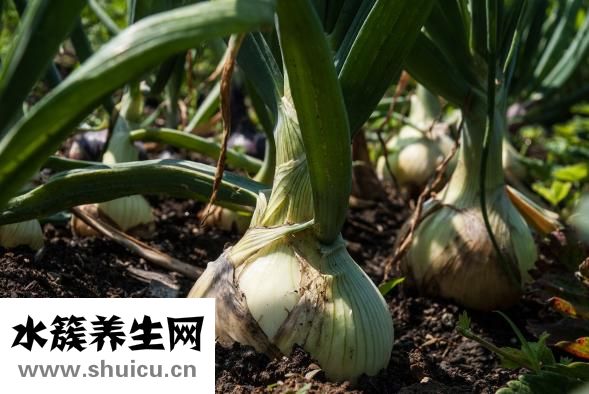 香椿芽炒蛋