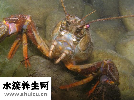 蒜汁怎么調好吃