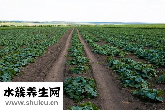 益生菌怎么吃