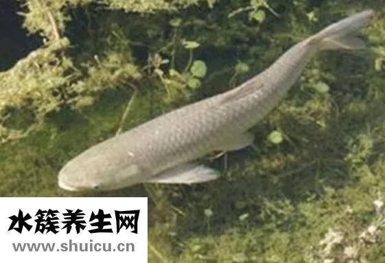 魚怎么燉好吃