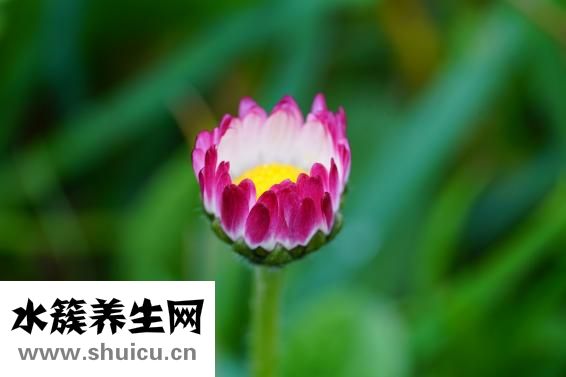 牙齒修復技術