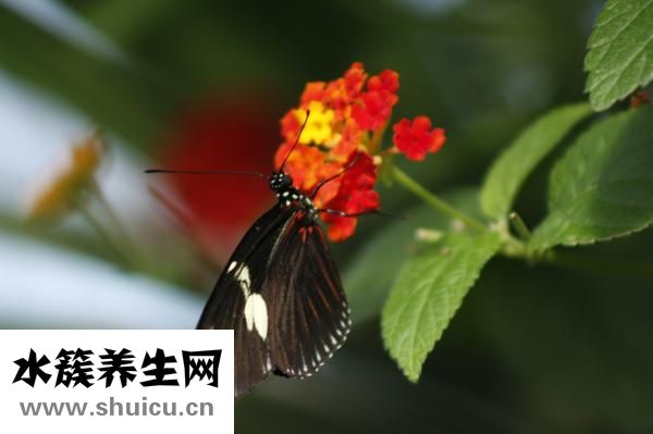 身上出現白點
