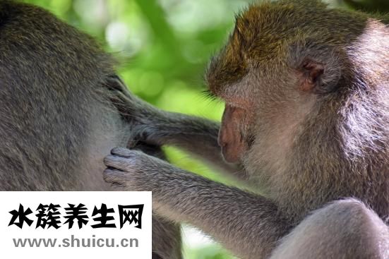 長虱子的原因