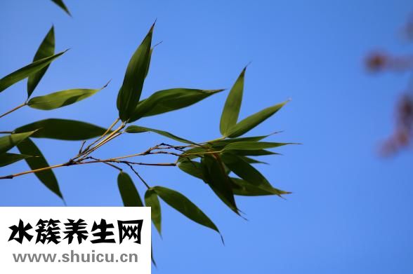 春季祛濕湯