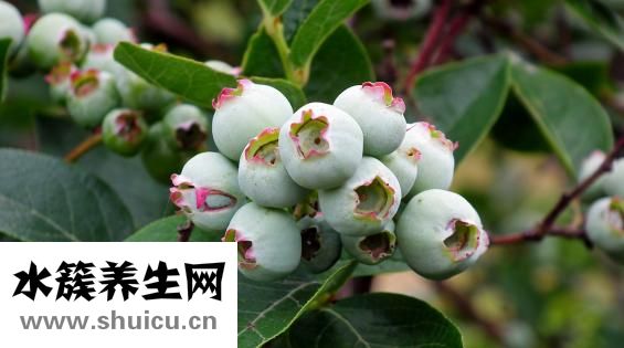 懷孕能吃蒜嗎