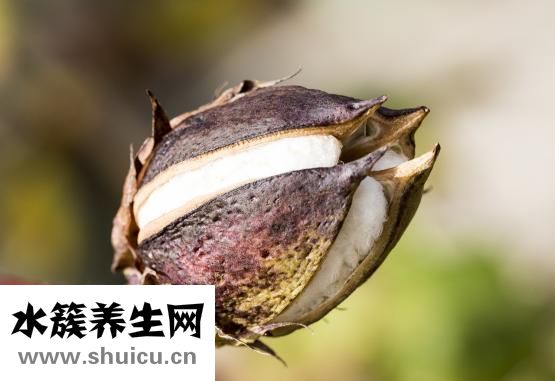 脫脂純牛奶