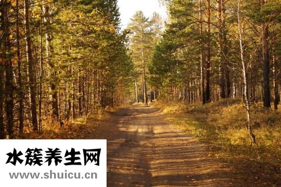 溴丙胺太林