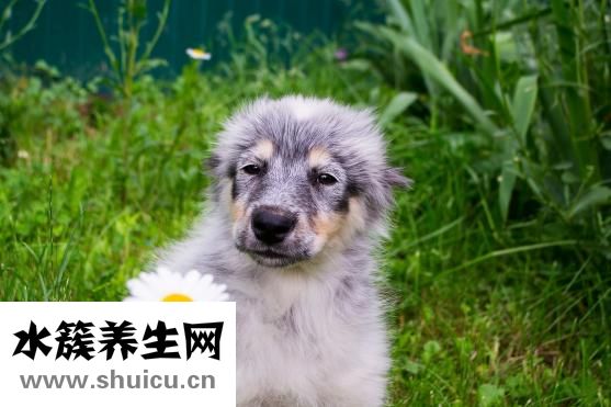 蘇菜代表菜名