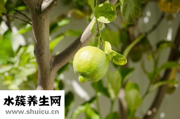 腹部怎樣減肥