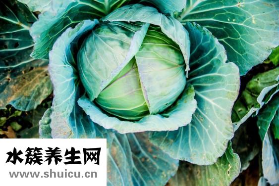 圓白菜炒餅
