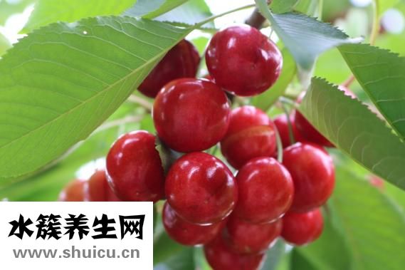櫻花樹結櫻桃嗎