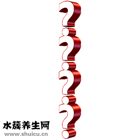 野生當歸圖片