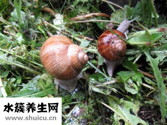 粘液腺囊腫