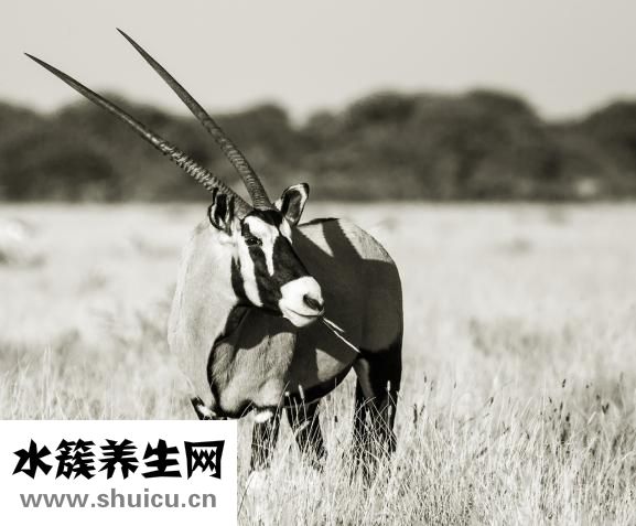 胎兒不入盆